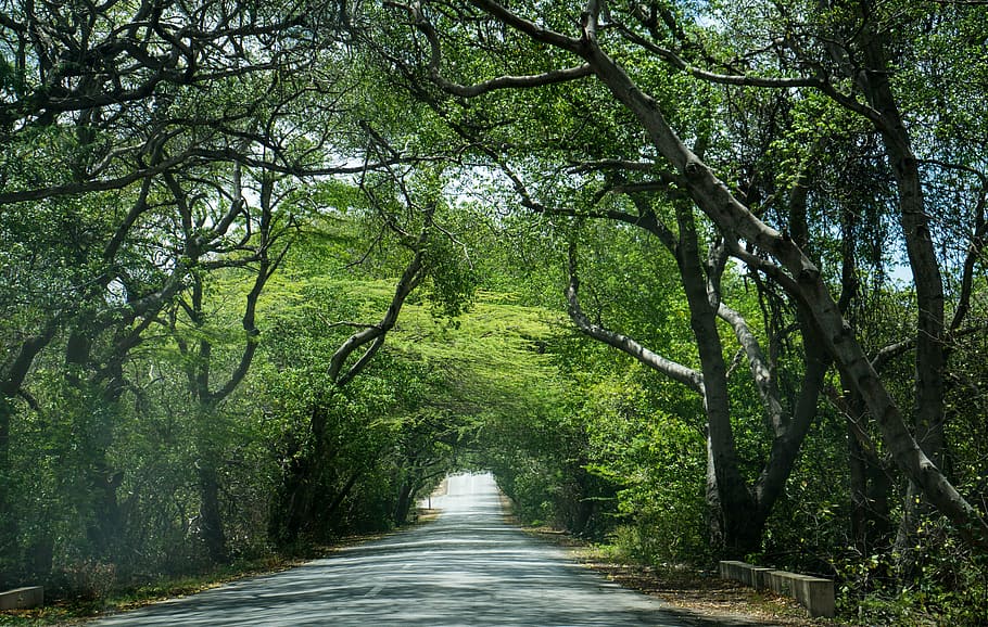 canopy, trees, forest, nature, foliage, environment, landscape HD wallpaper