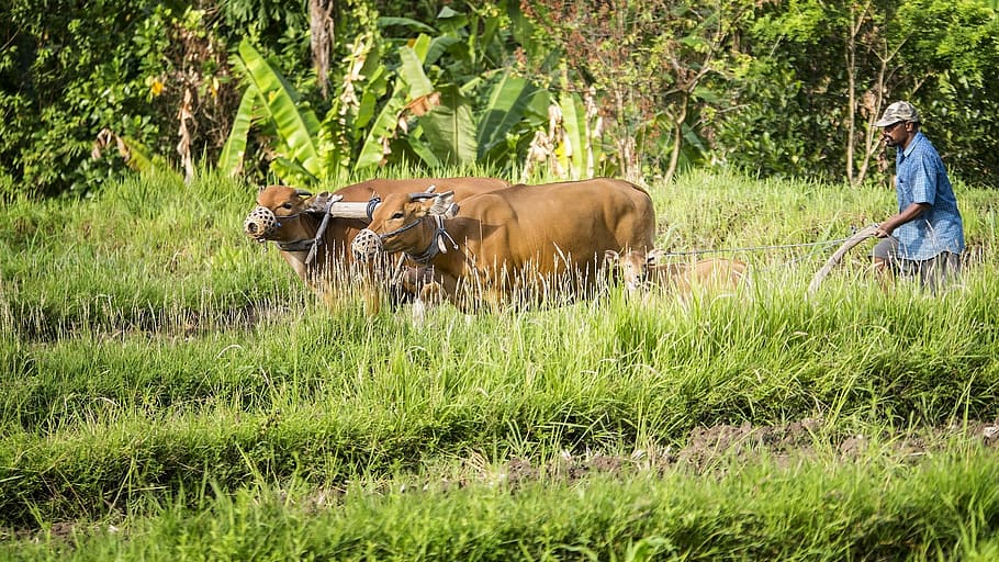 two brown cattle, Bauer, Cows, Indonesia, Bali, Fieldwork, agriculture HD wallpaper