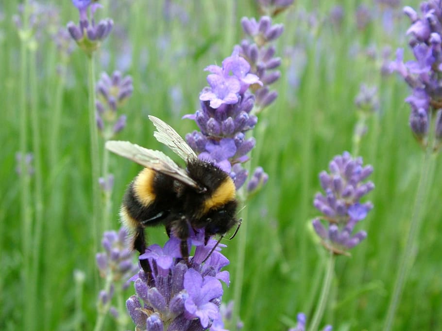 Bumblebee, Insect, Lavender, Nature, summer, natural, garden HD wallpaper