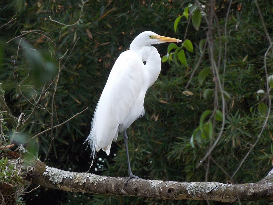 heron, bird, paige, one animal, animal themes, vertebrate, animals in the wild HD wallpaper