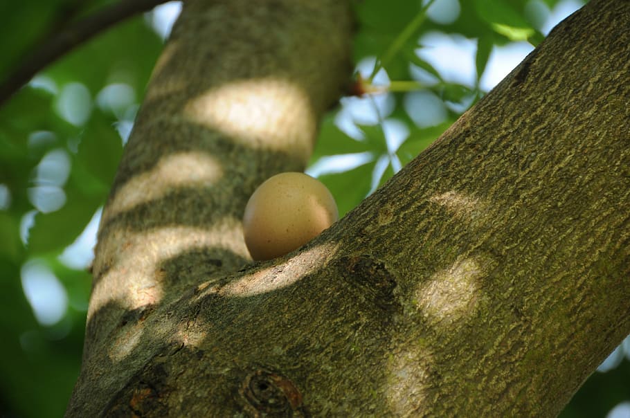 easter egg, tree, hen's egg, chestnut, brown, plant, tree trunk HD wallpaper