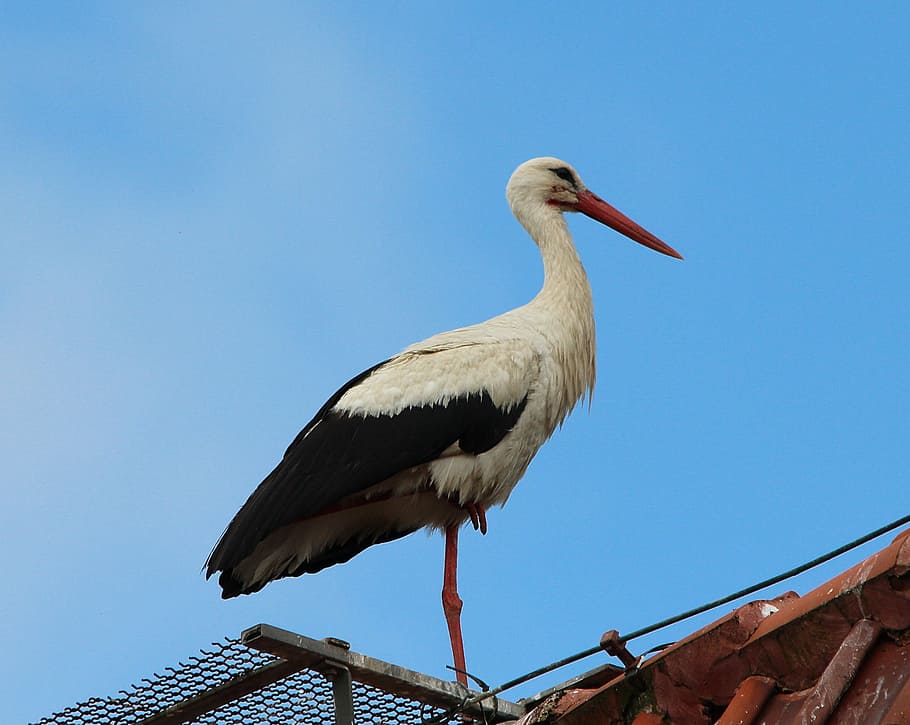 stork, storks, white storks, mountain husen, stork village HD wallpaper