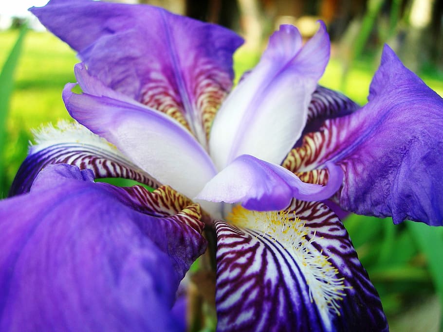 Garden, Flower, Spring, Bloom, blue, garden flowers, nature HD wallpaper