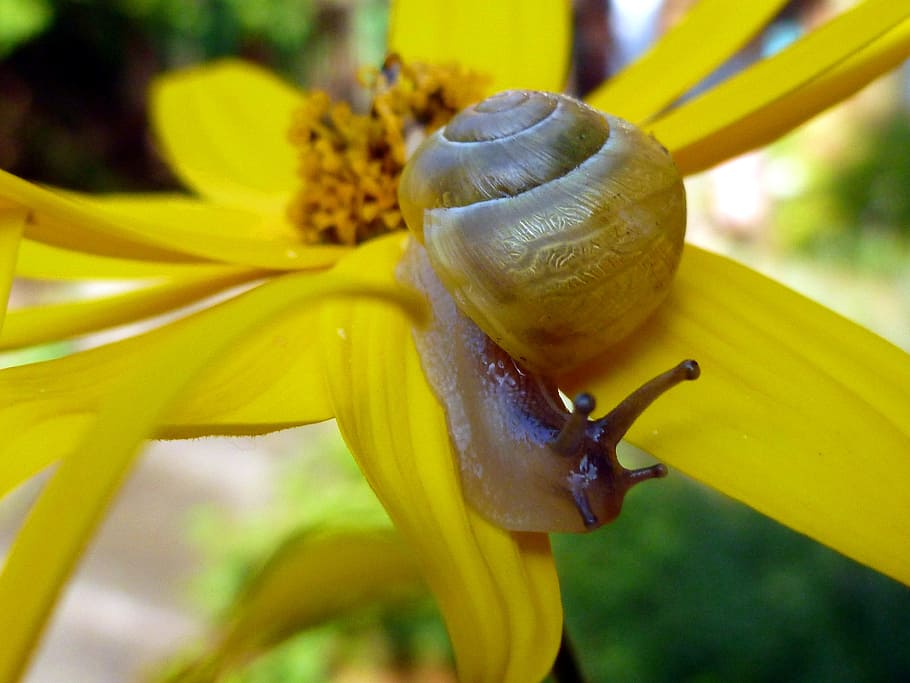 Snail, Mollusk, Shell, Nature, slowly, animals, crawl, probe HD wallpaper