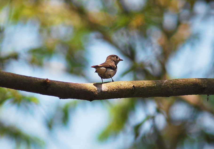 Small, Bird, Goa, Benaulim, India, Fly, wings, feather, wildlife HD wallpaper