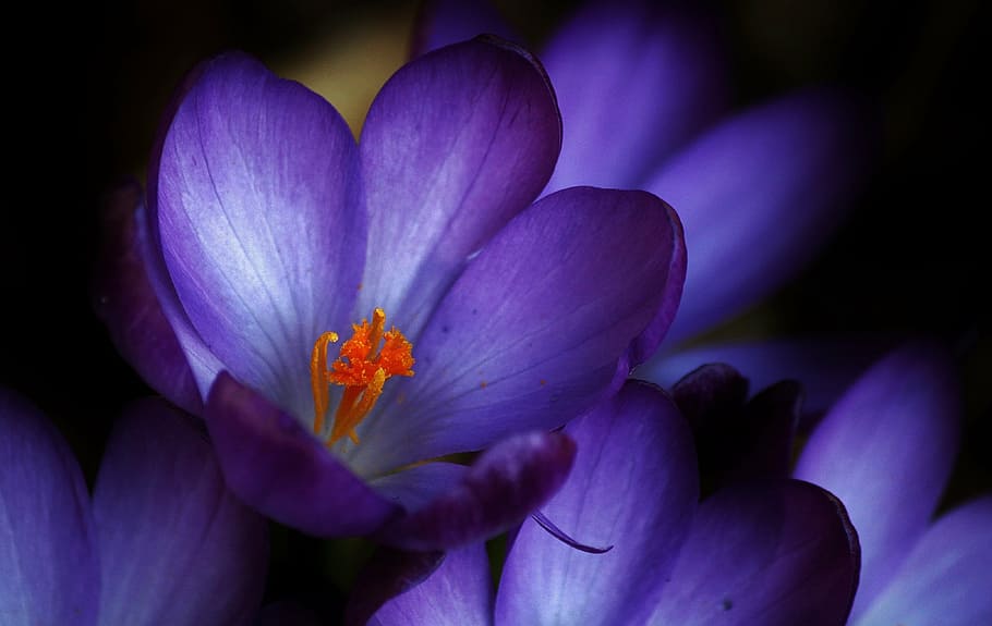 purple crocus flowers in bloom close up photo, blossom, spring HD wallpaper