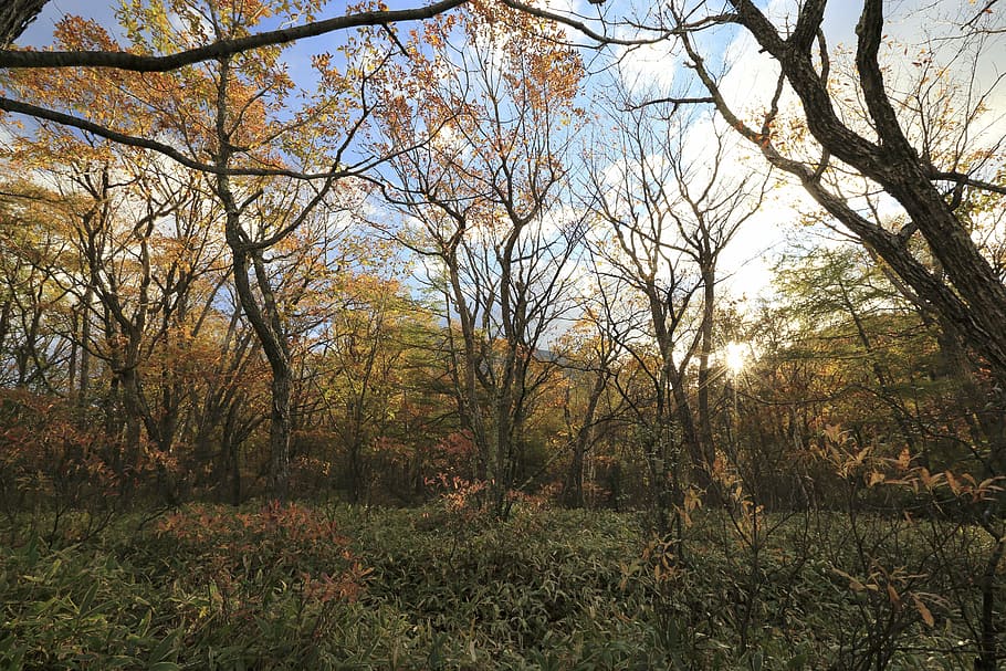 forest, grass, landscape, nature, scenic, trees, woods, plant HD wallpaper