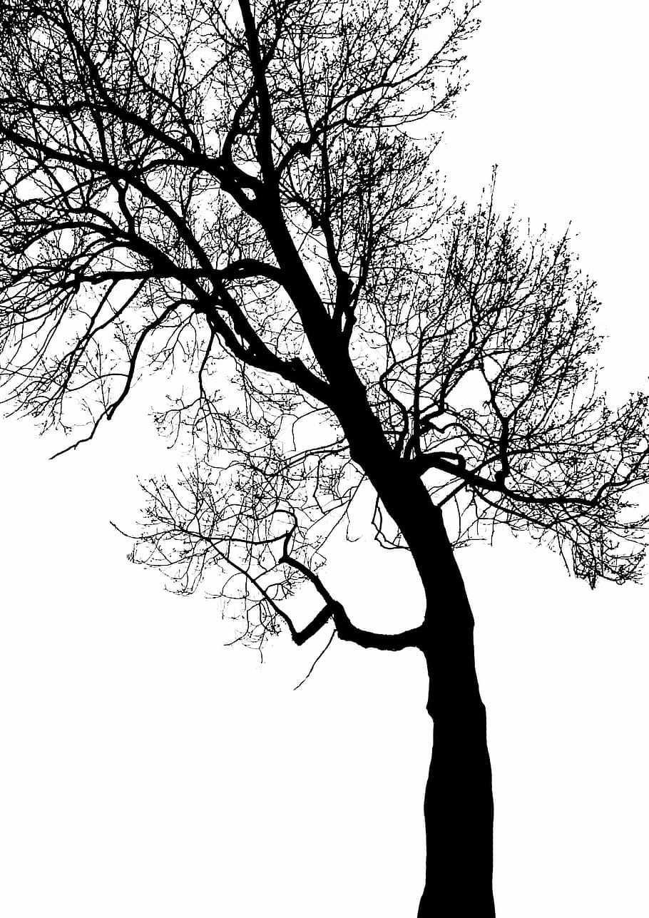 silhouette photography of withered tree, branch, trunk, foliage HD wallpaper
