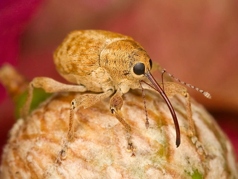 brown weevil in macro photography, filbert weevil, bug, insect HD wallpaper