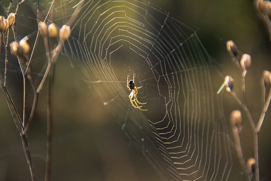 Spider, Cobweb, Nature, Insect, spider web, one animal, animal themes HD wallpaper