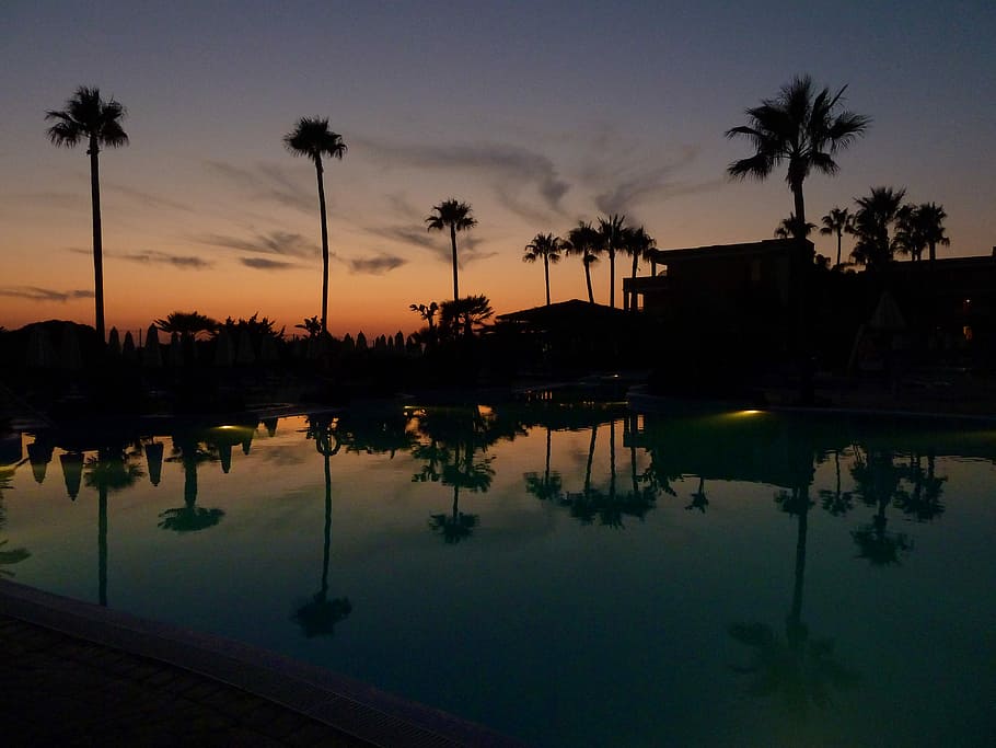 trees near swimming pool, in ground pool near coconut tree during sunset HD wallpaper