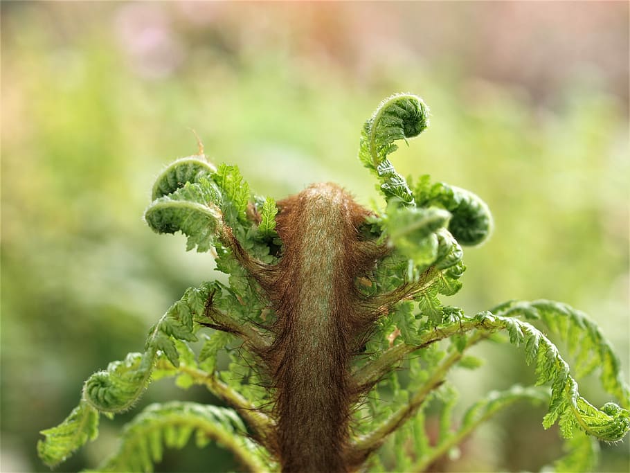 nature, leaf, flora, closeup, fern, green color, close-up, plant HD wallpaper