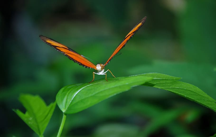 Orange and Black Butterfly on Green Leaf, insect, leaves, macro HD wallpaper