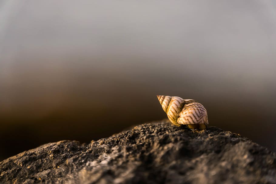 close-up photography of brown snail on rock during daytime, brown hermit crab on brown stone in shallow focus photography HD wallpaper