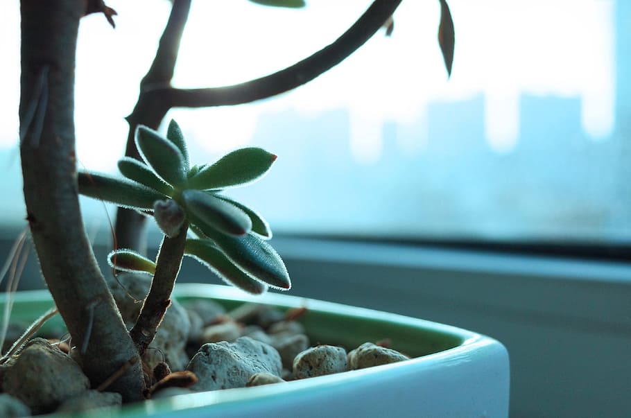 leaves, green, office, plastic, windows, glass, building, flowerpot HD wallpaper