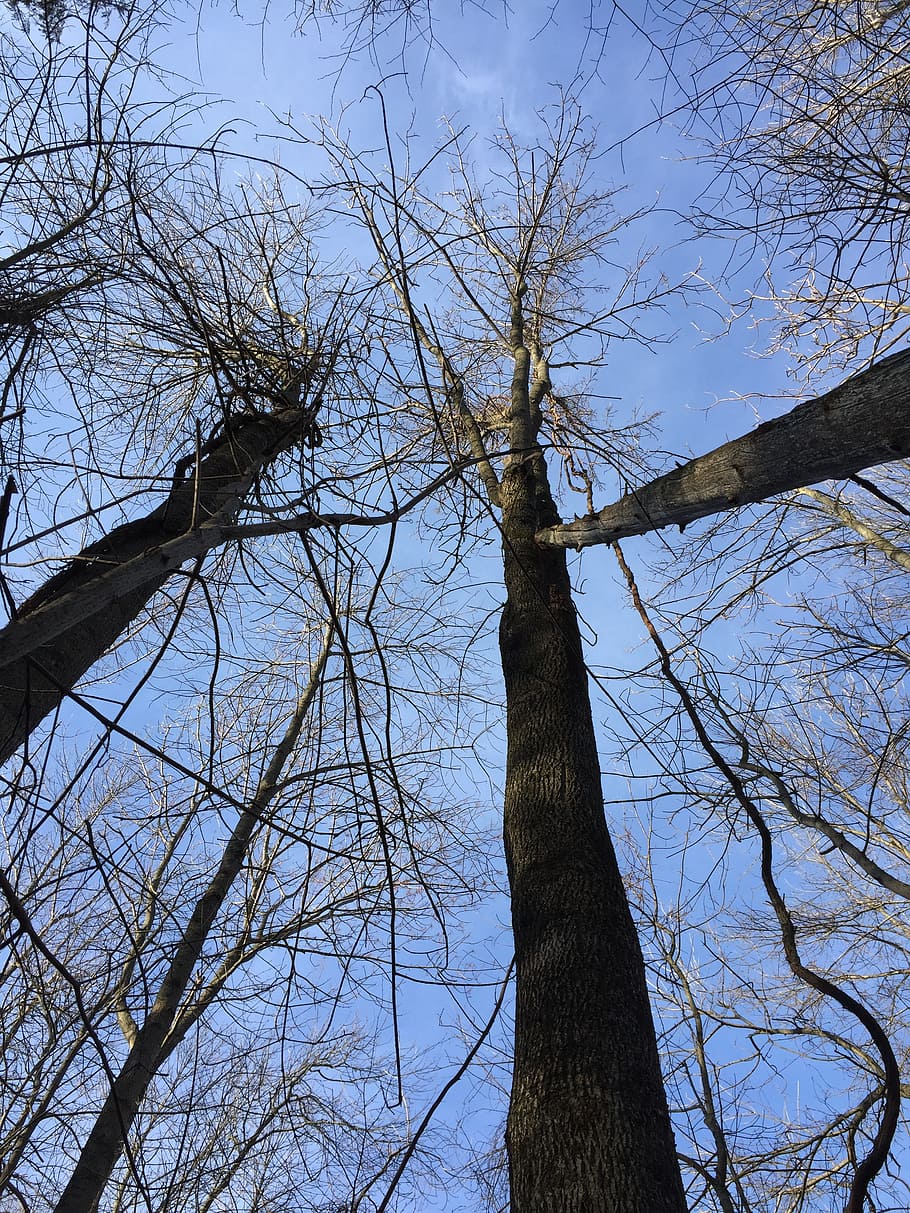trees, heaven, sky, natural, forest, spirituality, tree trunk HD wallpaper