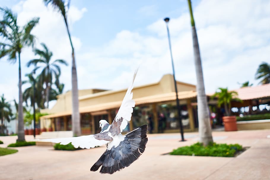 bird, wings, flying, trees, dove, street, establishment, plants HD wallpaper