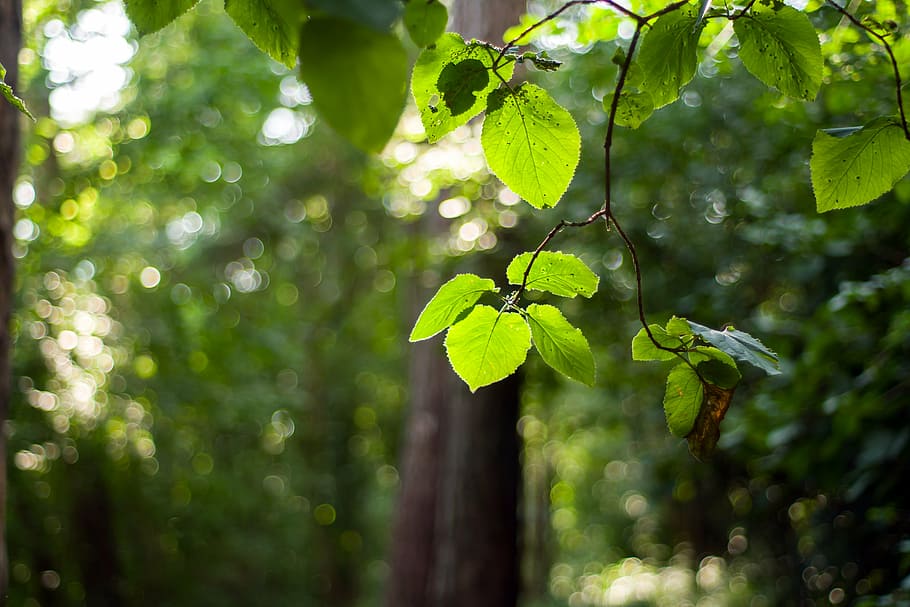 forest, branch, summer, beech forest, foliage, tree, leaf, day HD wallpaper