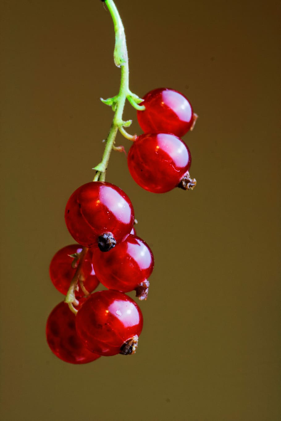 Red berries, berry, nature, fruit, ripe, berry Fruit, freshness HD wallpaper