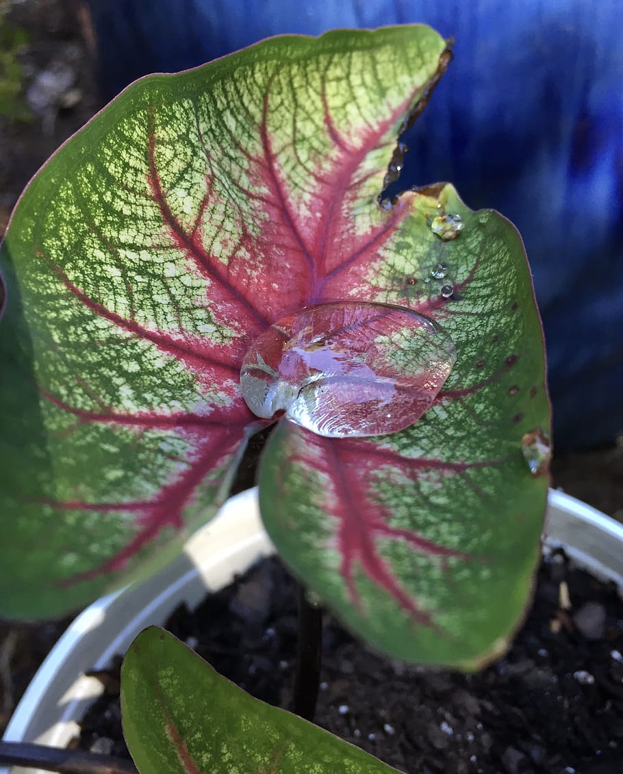 water droplet, caladium, dew, rain, bubble, blue, plant, garden