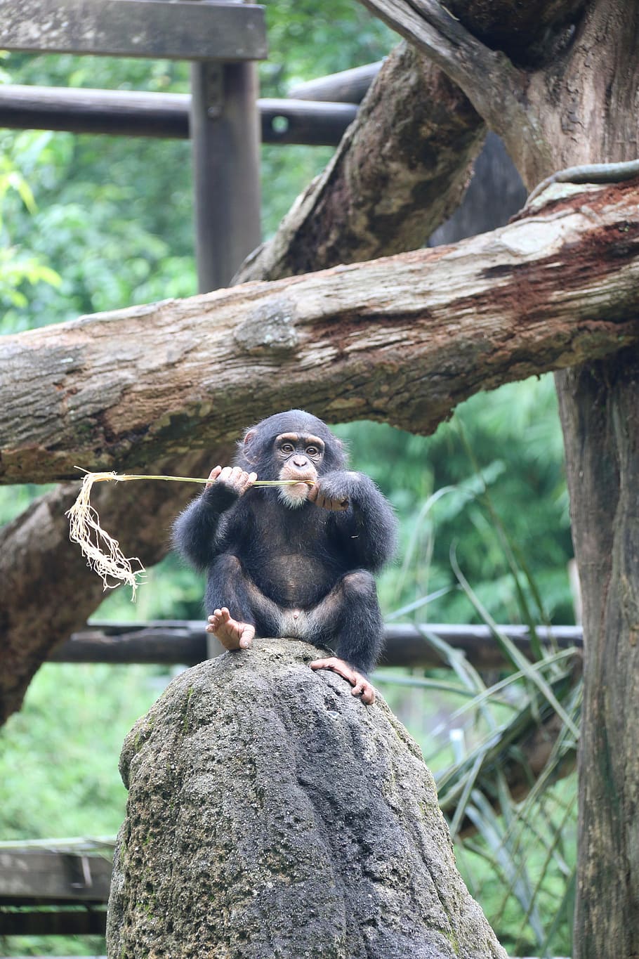 chimpanzee, cute, monkey, animal, ape, mammal, wildlife, nature HD wallpaper