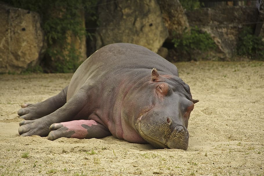 lying gray rhino on gray sand during daytime, Hippo, Nature HD wallpaper