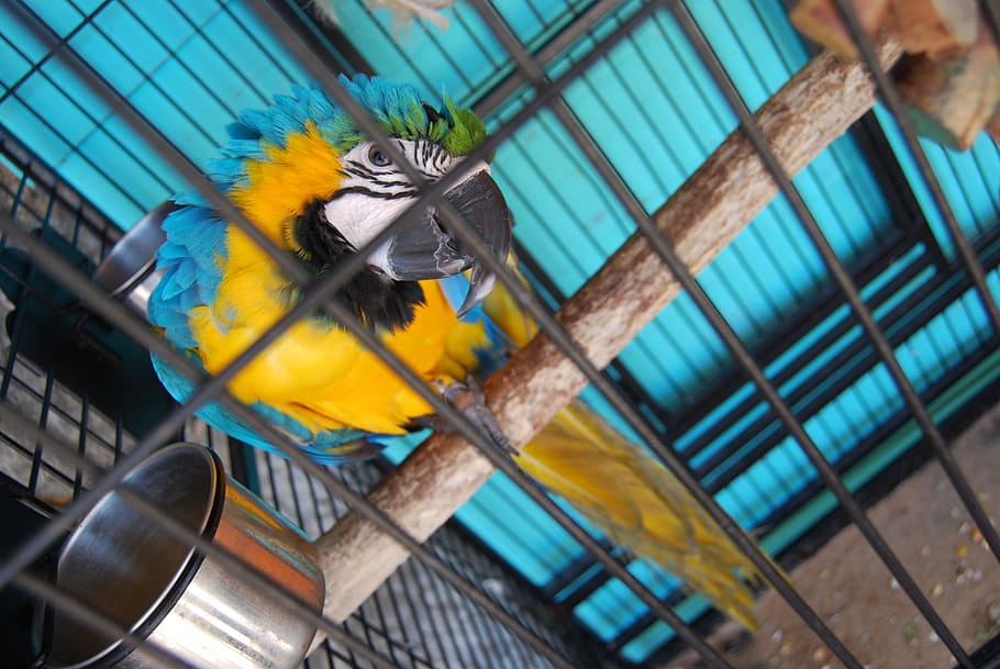 Parrot, Cage, Birdcage, Caged, domestic, pet, featheres, feathered HD wallpaper