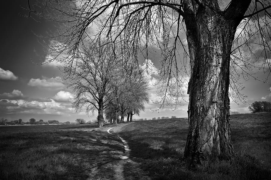 landscape, trees, nature, scenic, sky, path, clouds, light HD wallpaper