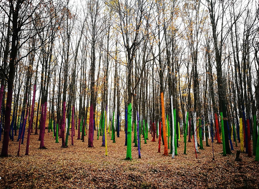 bare trees during daytime, colored tree trunks during daytime HD wallpaper