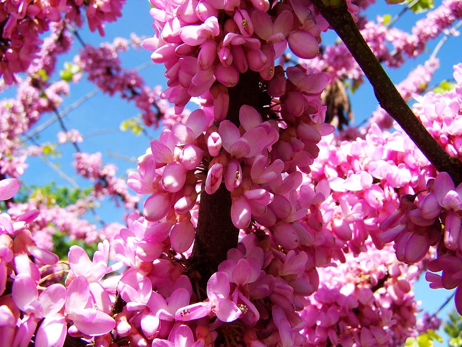 flowering shrub, spring, pink-flowered, freshness, flowering plant HD wallpaper