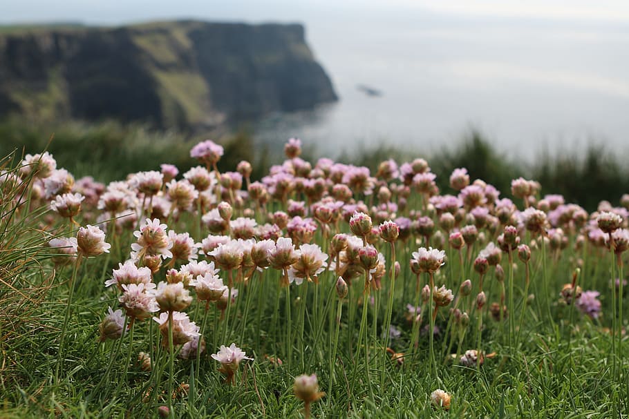 white petaled flowers on field overlooking cliff and body of water at daytime HD wallpaper