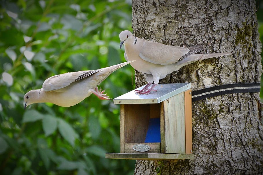 dove, collared, bird, poultry, foraging, animal, animal world HD wallpaper