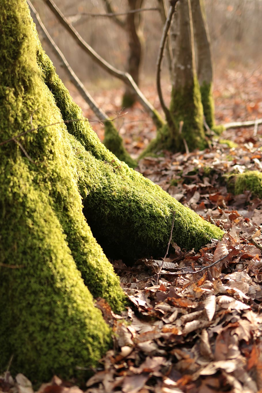 foam, tree, trunk, wood, old wood, forest, autumn, moss, green color HD wallpaper