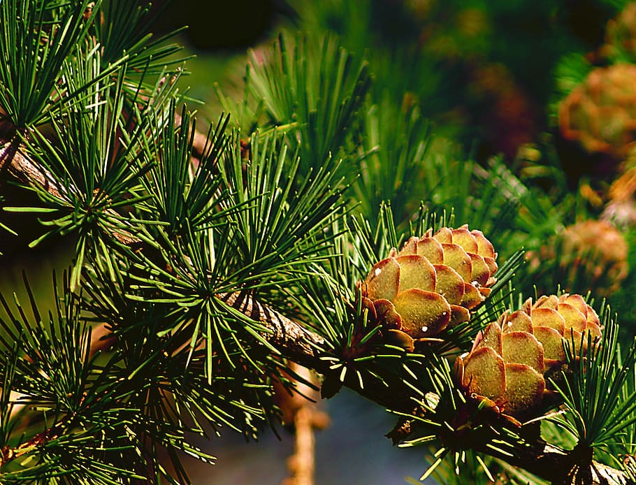 larch, cones, larch cones, tree, needles, larch needles, green HD wallpaper