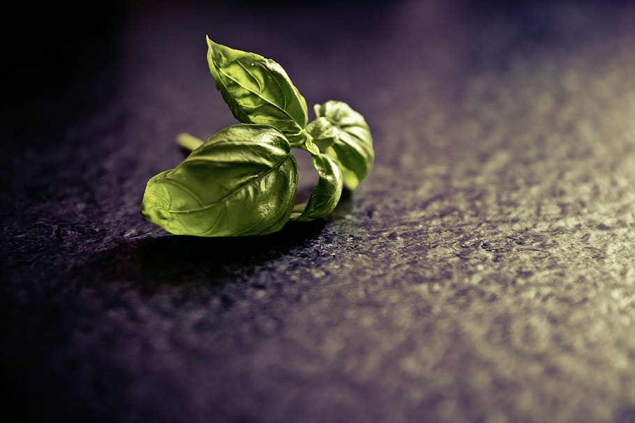 basil, green, herb, ingredient, food and drink, freshness, vegetable HD wallpaper
