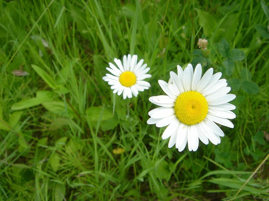 Daisy, Flower, Spring, Nature, Plant, white, floral, blossom HD wallpaper