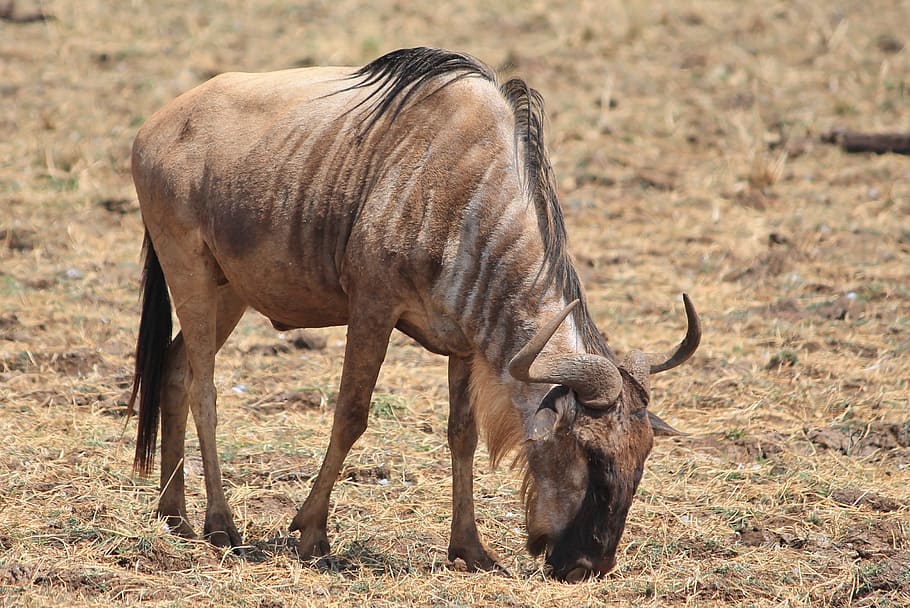 wildebeest, animals, africa, animal themes, animal wildlife HD wallpaper