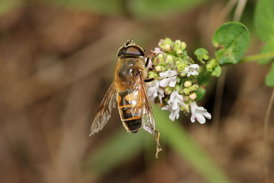 bee, flower, pollination, blossom, bloom, macro, nature, plant HD wallpaper