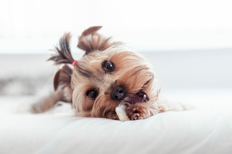 Yorkshire Terrier Eating Treats in Bed, animals, calm, cute, dogs, HD wallpaper