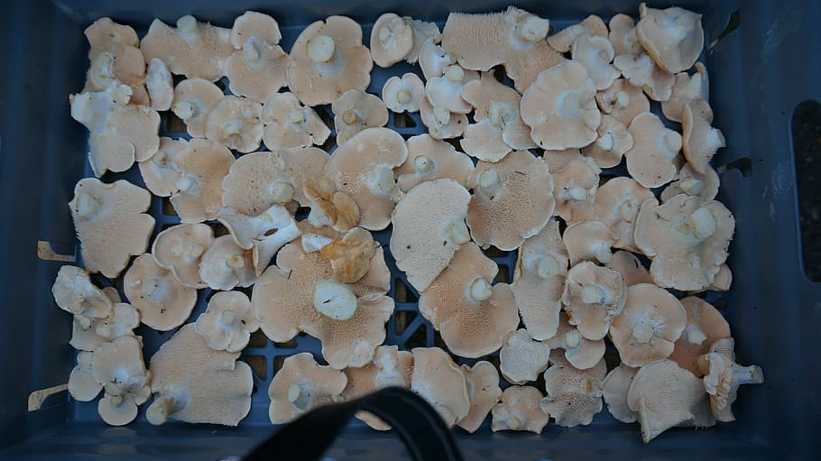 hydnum repandum, mushroom, close-up, indoors, no people, abundance HD wallpaper