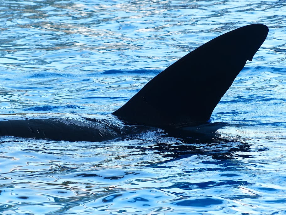 Killer Whale, Orcinus Orca, Orka, wal, water, sea water, pool, HD wallpaper