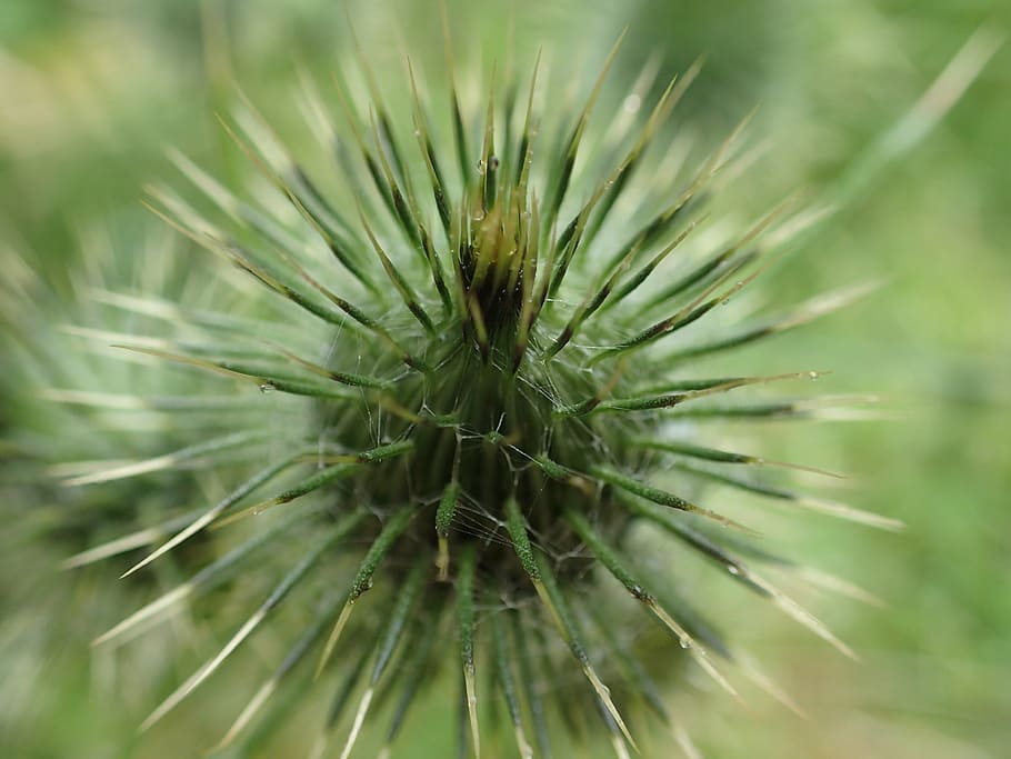 thistle, flora, nature, thorns, plant, close-up, growth, green color HD wallpaper