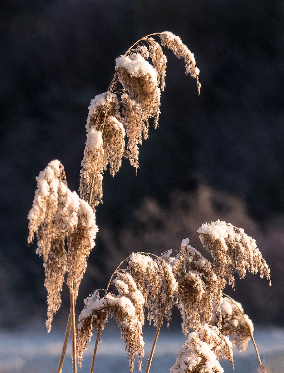nature, winter, wintry, snow, winter cold, frost, river, frosty HD wallpaper