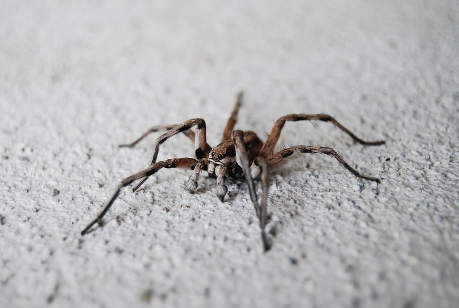 spider, macro, one animal, animal wildlife, invertebrate, animals in the wild HD wallpaper