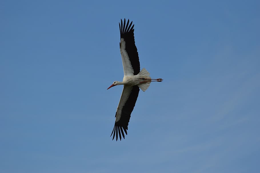 stork, fly, elegant, feather, bird, plumage, nature, animals HD wallpaper