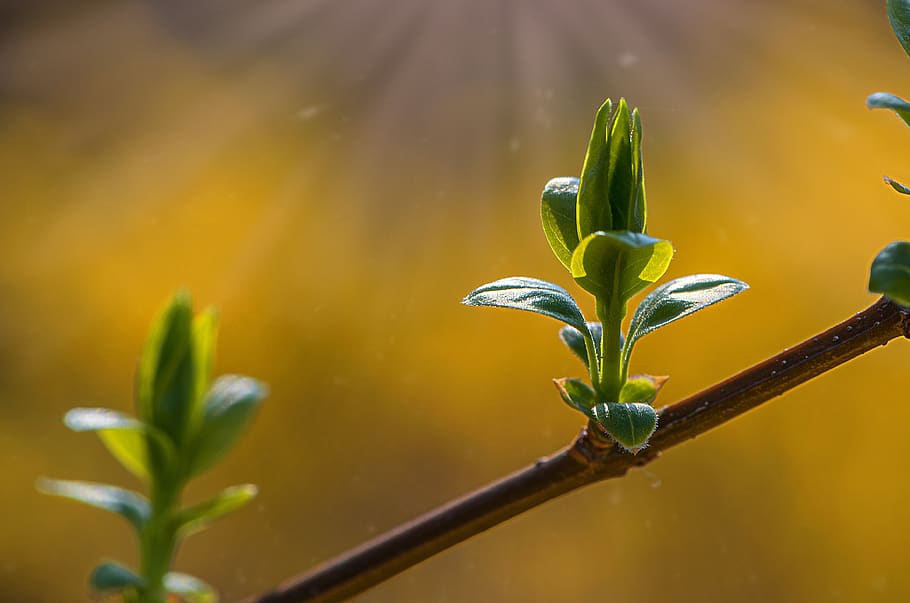 flora, leaf, nature, growth, tree, plant, beauty in nature HD wallpaper