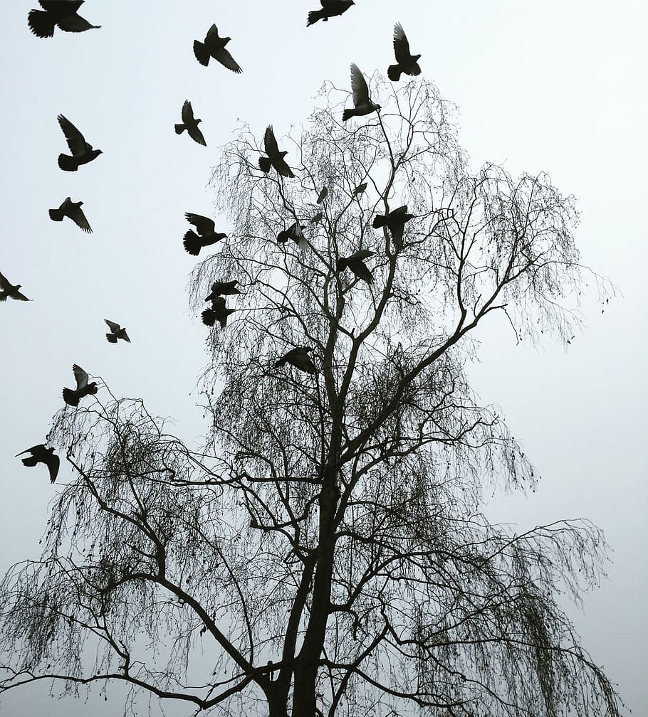 London, Winter, Pigeons, Cold, startled pigeons, drab, bare tree HD wallpaper