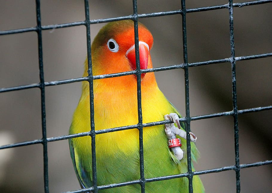 cage, bird, imprisoned, grid, parrot, zoo, behind barriers, HD wallpaper