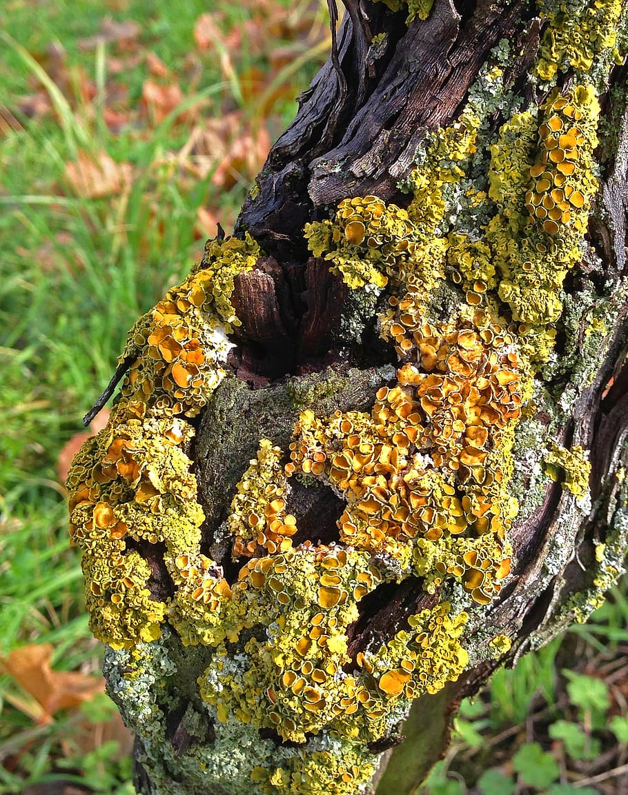 tree, weave, log, nature, tree bark, moss, plant, tree trunk HD wallpaper