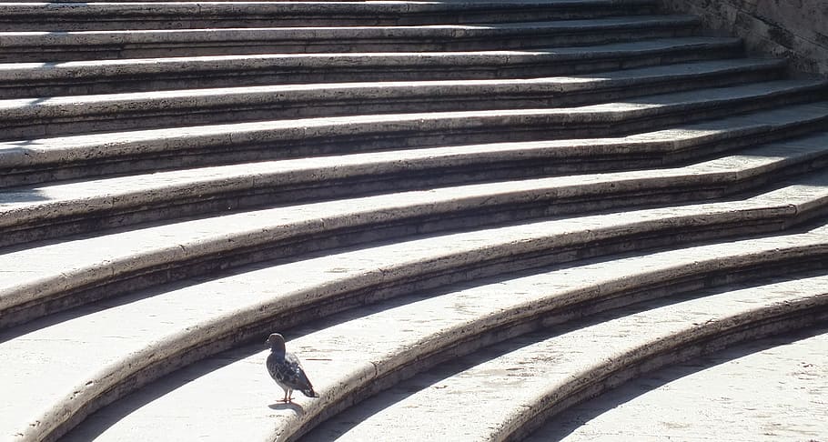 black pigeon on stairs, spanish steps, rome, stairway, staircase, HD wallpaper